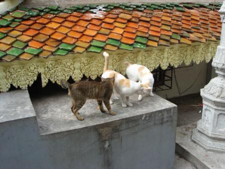 Les chats